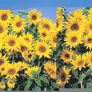 Unbranded Sunflower Dwarf Yellow Spray Seeds