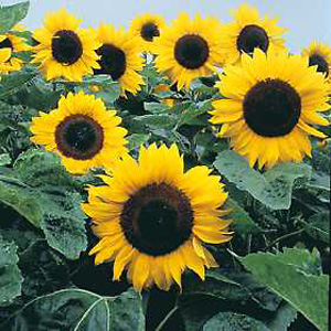 Unbranded Sunflower Elite Sun F1 Seeds