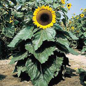 Unbranded Sunflower Little Dorrit F1 Seeds