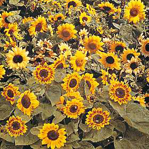 Unbranded Sunflower Music Box Seeds