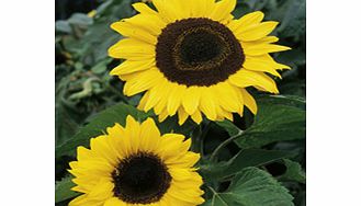 Unbranded Sunflower Seeds - Tall Single