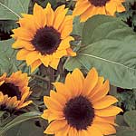 Unbranded Sunflower Sunbright Supreme Seeds 417646.htm