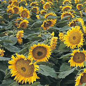 Unbranded Sunflower Sunspot Seeds