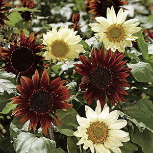 Unbranded Sunflower Total Eclipse Seeds