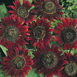 Unbranded Sunflower Velvet Queen Seeds