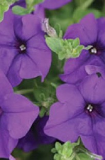 Unbranded Surfinia Petunia Blue x 5 young plants
