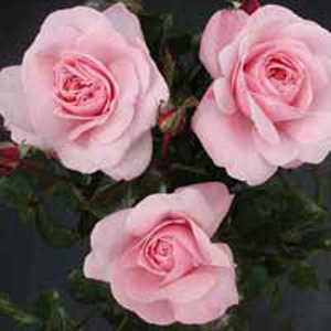 Unbranded Sweet Haze Floribunda Rose