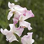 Unbranded Sweet Pea Anniversary (Plugs of Plants) 405421.htm