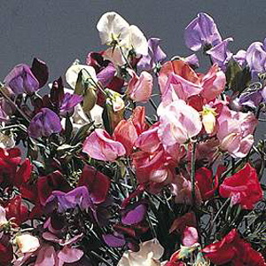 Unbranded Sweet Pea Antique Fantasy Seeds