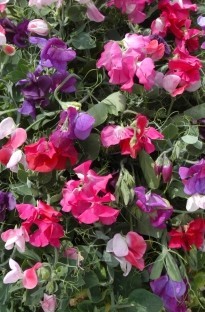 Unbranded Sweet Pea Classic Mix seed