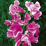 Unbranded Sweet Pea Eclipse (Plugs of Plants) 401521.htm