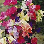 Unbranded Sweet Pea Fragrance First (Plugs of Plants)