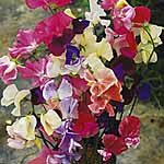 Unbranded Sweet Pea Fragrance First Plugs of Plants