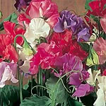 Unbranded Sweet Pea Galaxy Mixed Seeds 145195.htm