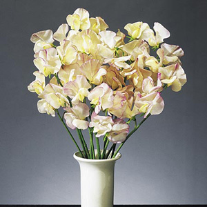 Unbranded Sweet Pea High Scent Seeds