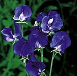 Unbranded Sweet Pea Lord Nelson (Plugs of Plants)