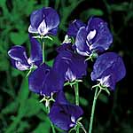 Unbranded Sweet Pea Lord Nelson (Plugs of Plants) 401831.htm