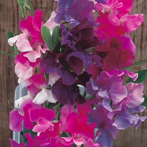 Sweet Pea Melody Mix Seeds