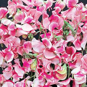 Unbranded Sweet Pea Pink and White Ripple Seeds