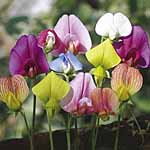 Unbranded Sweet Pea Species Mixed Plants