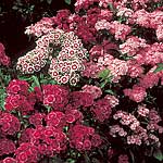 Unbranded Sweet William Forerunner Mixed Seeds 428521.htm