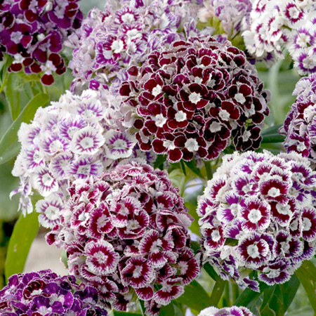 Unbranded Sweet William Frosted Burgundy Seeds Average