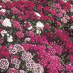 Unbranded Sweet William Special Mixed Seeds