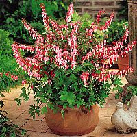 The Bleeding Heart Plant Collection