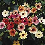 Unbranded Thunbergia African Sunset Seeds