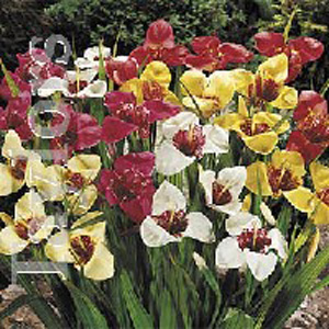 Unbranded Tigridia Mixed Tiger Flower Bulbs - Star Buy