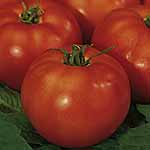Unbranded Tomato Buffalo F1 Plants 466291.htm