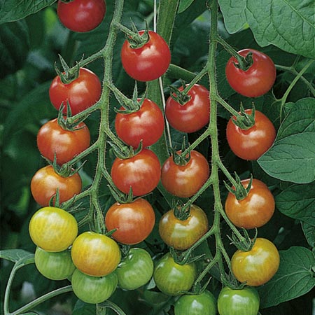 Unbranded Tomato Cherry Belle F1 Plants Pack of 5 Pot
