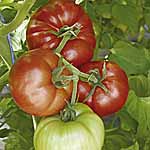 Unbranded Tomato Country Taste F1 Seeds 439049.htm