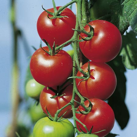 Unbranded Tomato Fantasio F1 Plants x 6 (late April) Pack