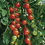 Unbranded Tomato Gardener`s Delight Seeds