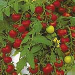 Unbranded Tomato Maskotka Plants