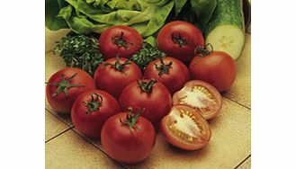 Unbranded Tomato Plants - Alicante