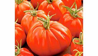 Unbranded Tomato Plants - Cooking Collection