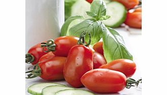 Unbranded Tomato Plants - San Marzano 2