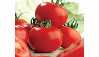 Unbranded Tomato Seeds - Ailsa Craig