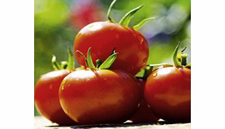 Unbranded Tomato Seeds - Cossack F1