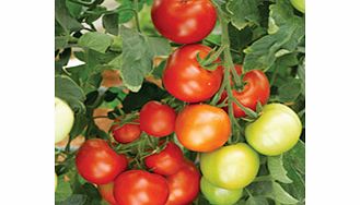 Unbranded Tomato Seeds - Moneymaker