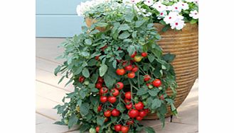 Unbranded Tomato Seeds - Tumbling Tom Red