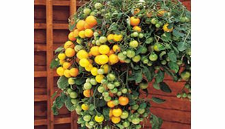 Unbranded Tomato Seeds - Tumbling Tom Yellow