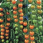 Unbranded Tomato Sungold F1 Plants 400451.htm