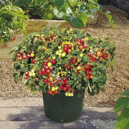 Unbranded Tomato Tumbler Seeds 8 Seeds