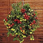 Unbranded Tomato Tumbling Tom Red Plants 474711.htm