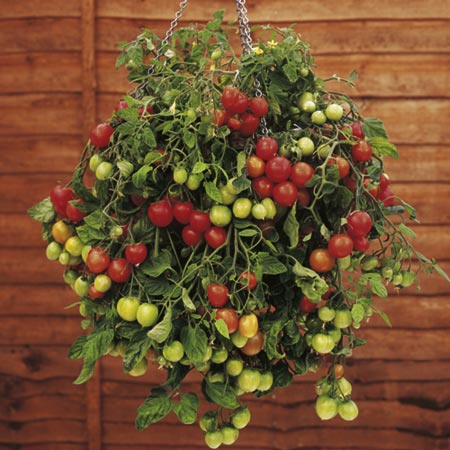 Unbranded Tomato Tumbling Tom Red Plants Pack of 5 Pot