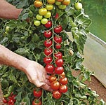 Unbranded Tomato Turbo Conchita Plants
