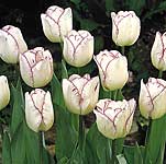 Unbranded Tulip Classic Shirley